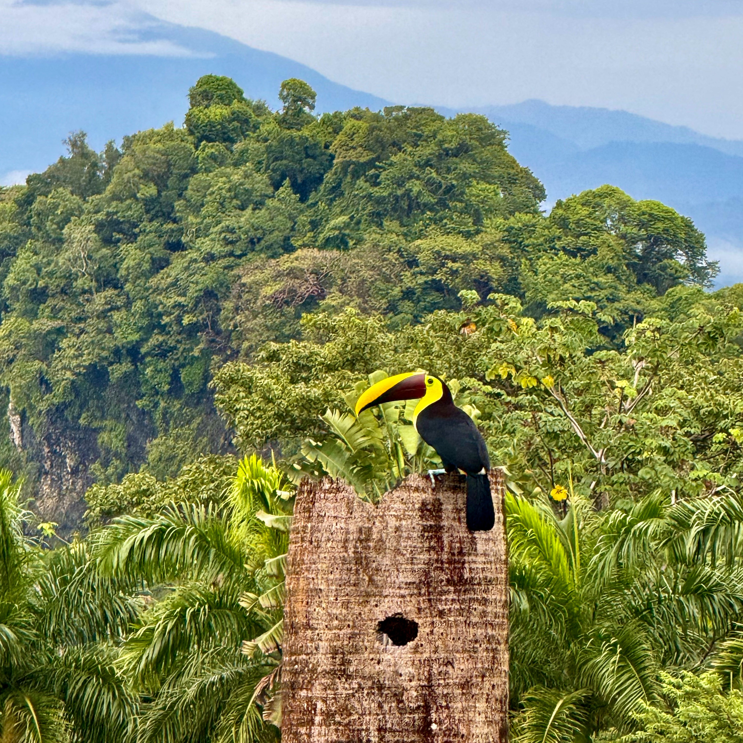 Faune Costa rica - Voyage Sur mesure Agence Cruise en vogue